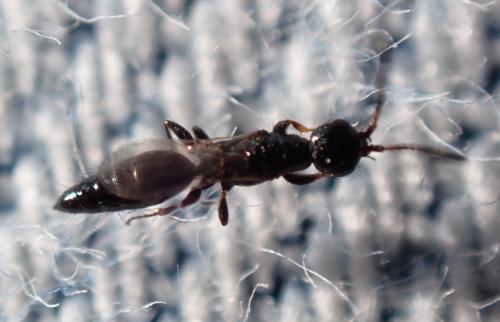 Laelius sp.